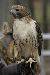 Flint Creek Wildlife Rehabilitation