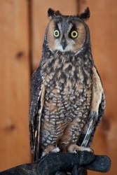 Flint Creek Wildlife Rehabilitation