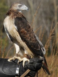 Flint Creek Wildlife Rehabilitation