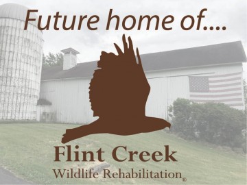 Flint Creek Wildlife Rehabilitation