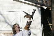 Flint Creek Wildlife Rehabilitation
