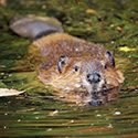 Cute swimming beaver in murky lake water